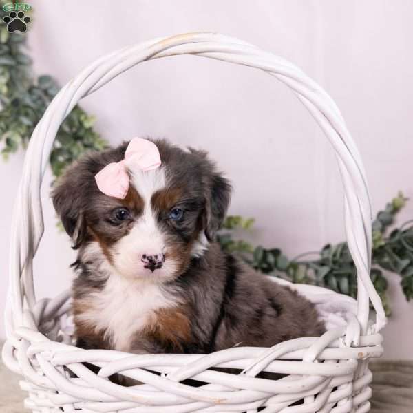 Bubbles, Bernedoodle Puppy